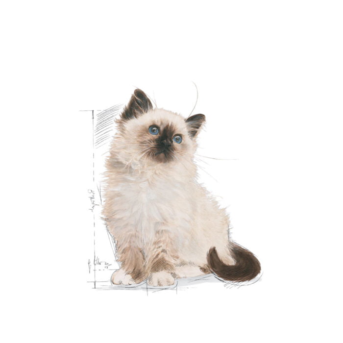 Royal Canin Kitten Dry Cat Food