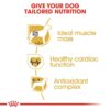 Royal Canin Boxer Adult Dog Food