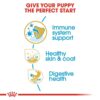Royal Canin Shih Tzu Puppy Dry Food
