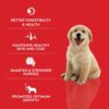 Drools Puppy Starter Dry Food